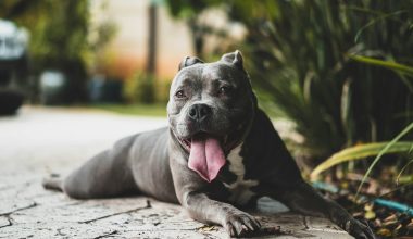 CBD's Therapeutic Effects on Arthritic Pain in Dogs