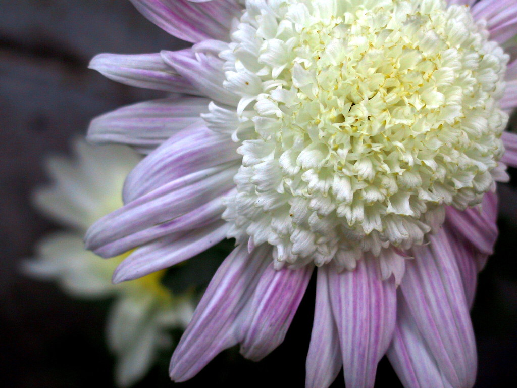 Chrysanthemums