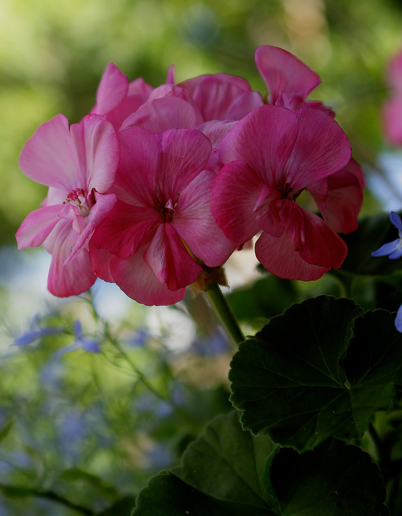 Common Geranium