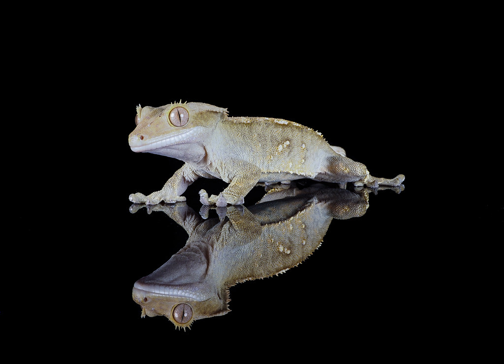 Crested Gecko