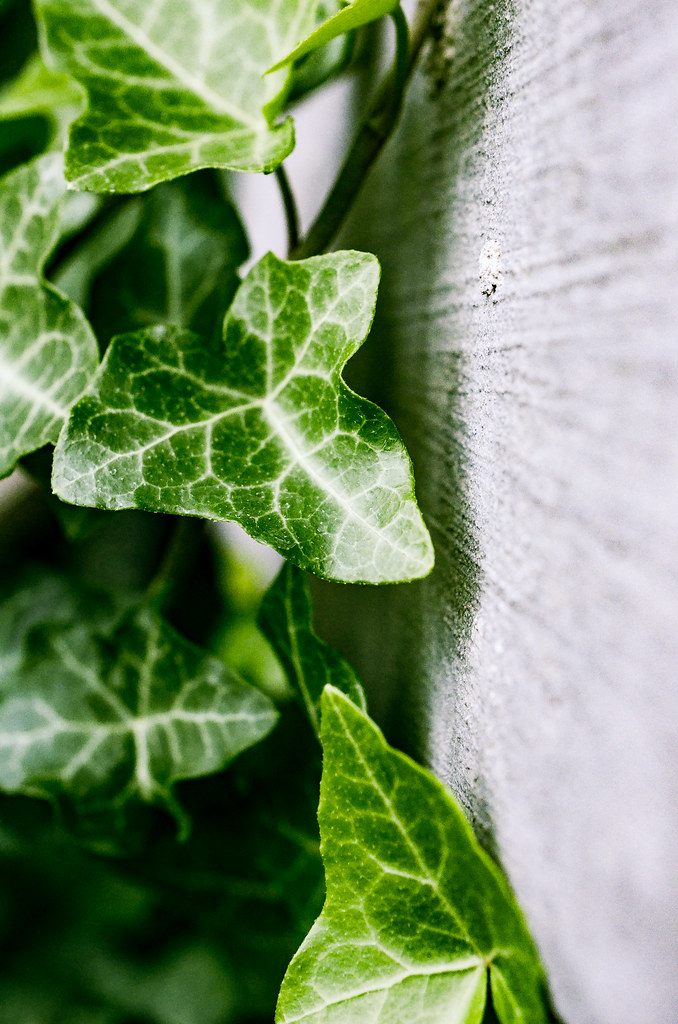 English Ivy