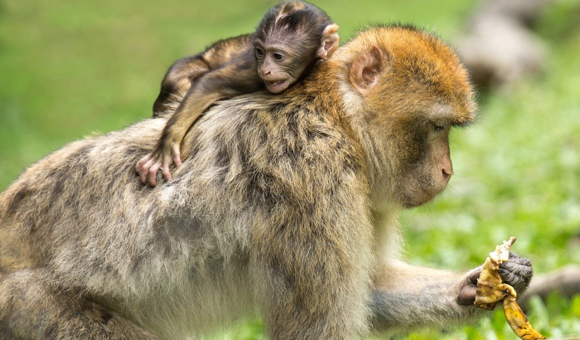 Is the Zoo Open on Mother's Day?