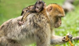Is the Zoo Open on Mother's Day?