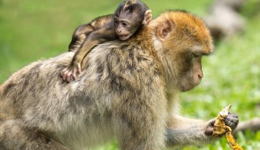 Is the Zoo Open on Mother's Day?