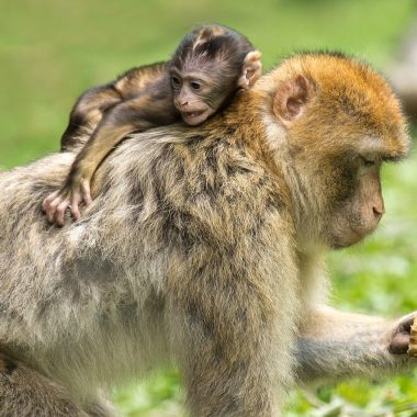 Is the Zoo Open on Mother's Day?