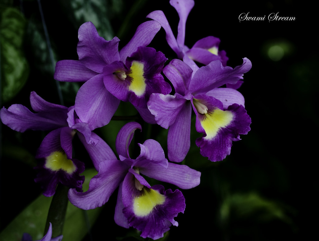 Orchids