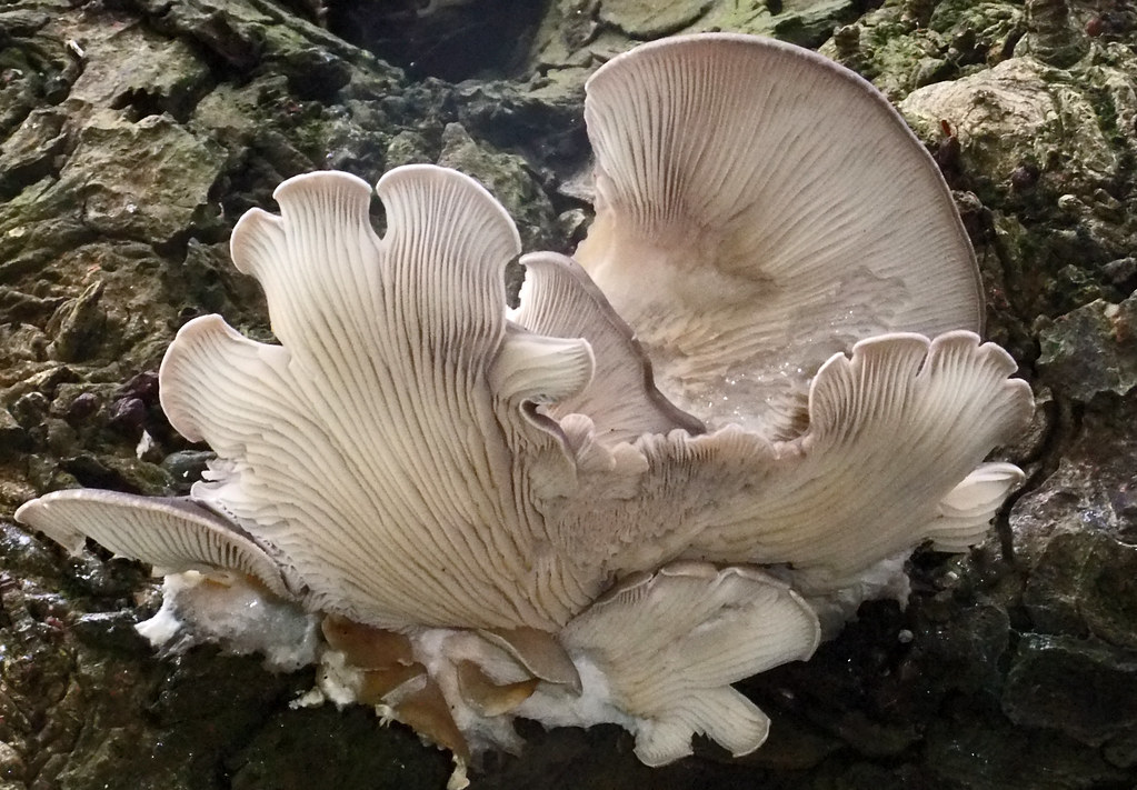 Oyster Mushroom