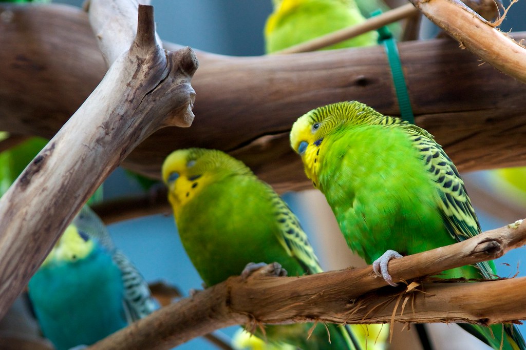 Parakeets