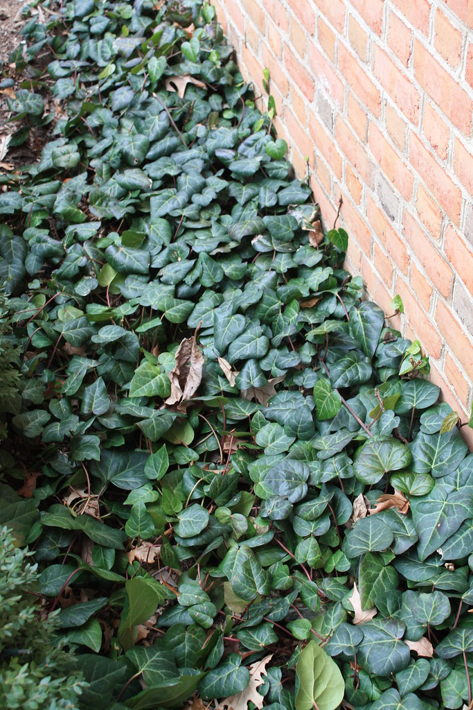 Persian Ivy