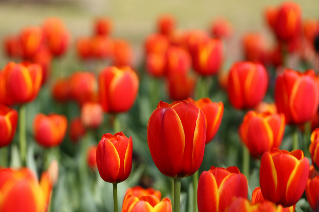 Tulips