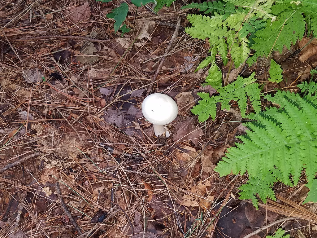 White Button Mushroom