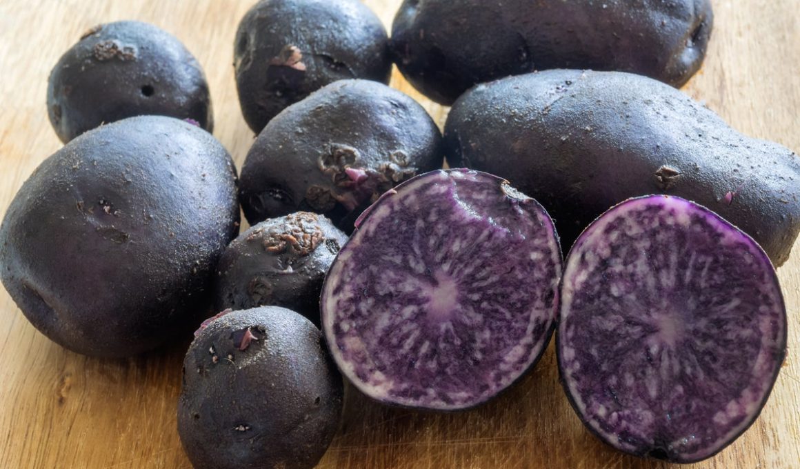 Blue and Purple Potato Varieties