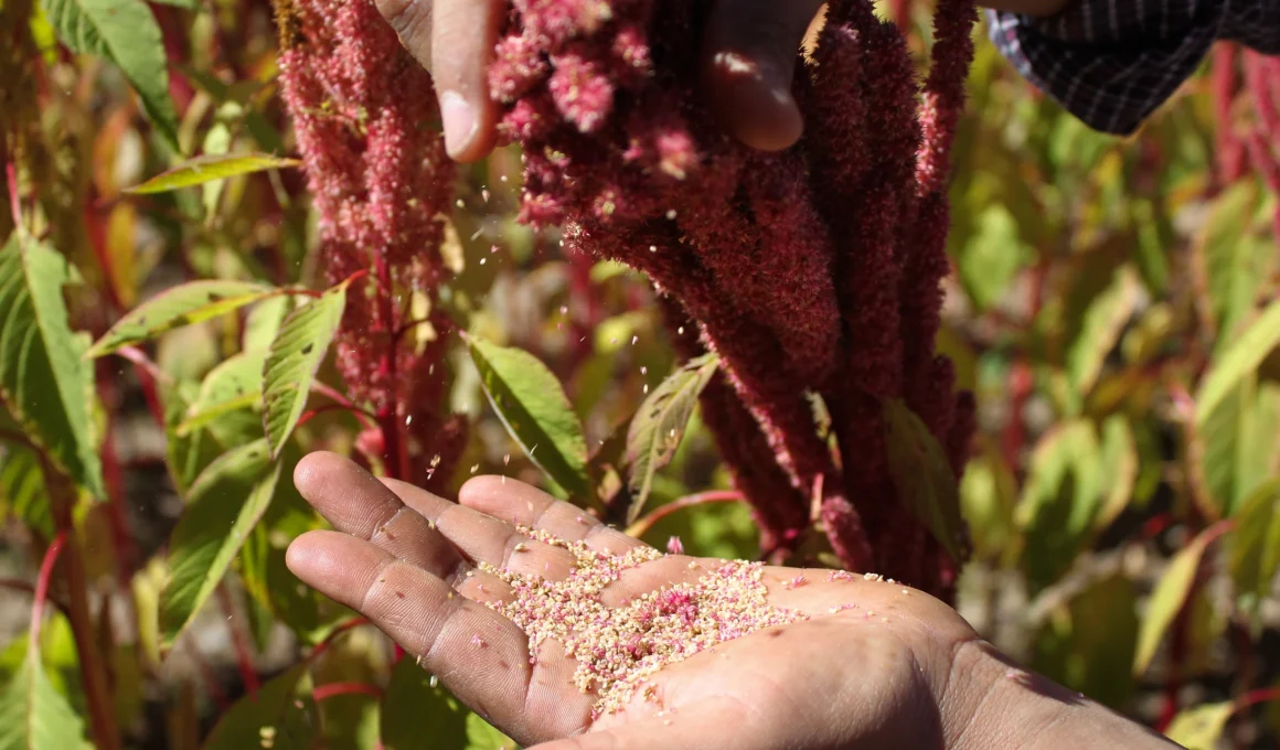 How to Grow Amaranth