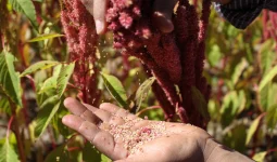 How to Grow Amaranth