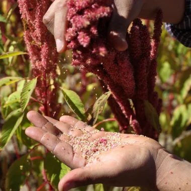 How to Grow Amaranth