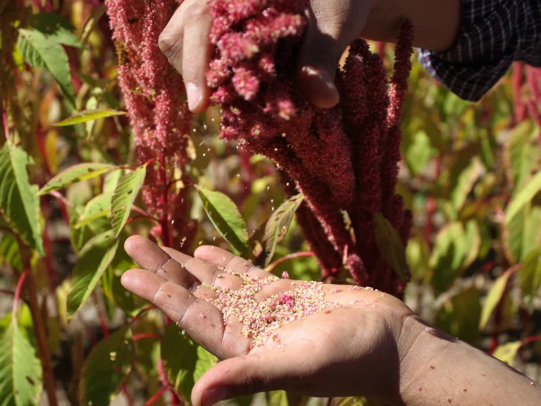 How to Grow Amaranth