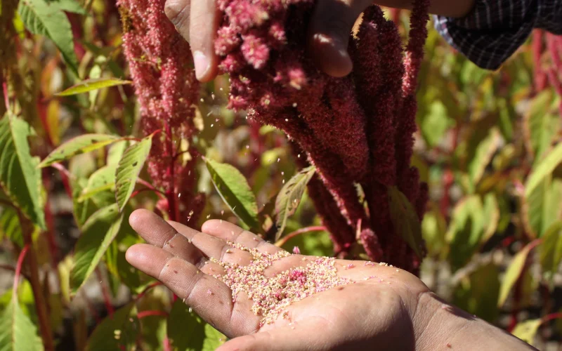 How to Grow Amaranth