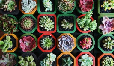 Artificial Succulents