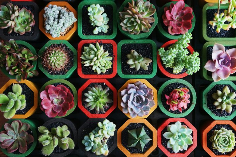 Artificial Succulents