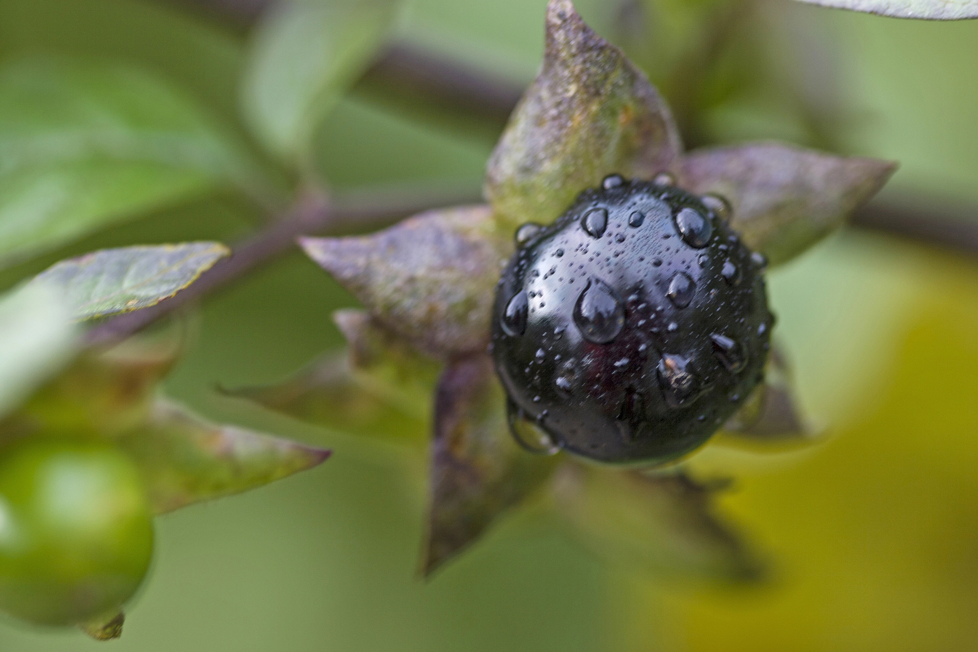 Atropa Belladonna