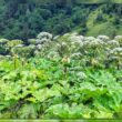 Dangerous Plants in Kentucky