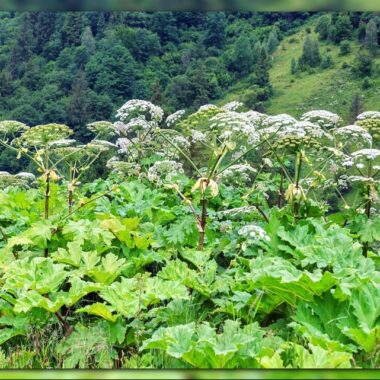 Dangerous Plants in Kentucky