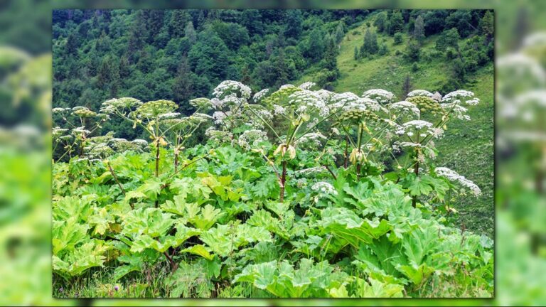 Dangerous Plants in Kentucky