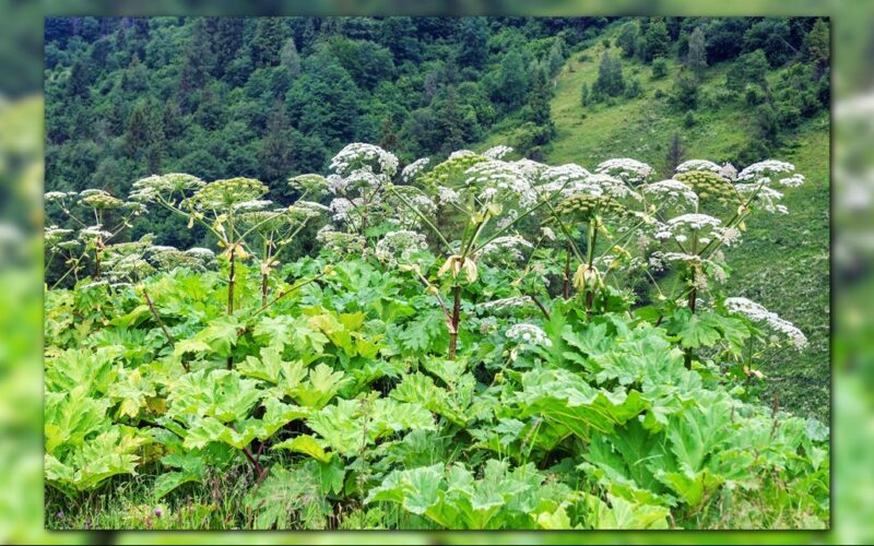 Dangerous Plants in Kentucky