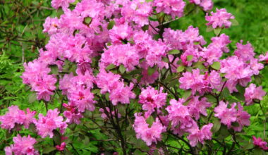 Dangerous Plants in New York