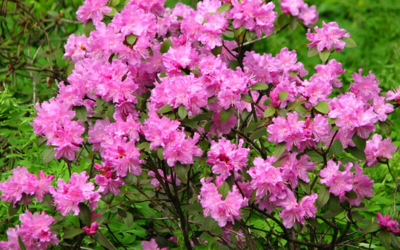 Dangerous Plants in New York