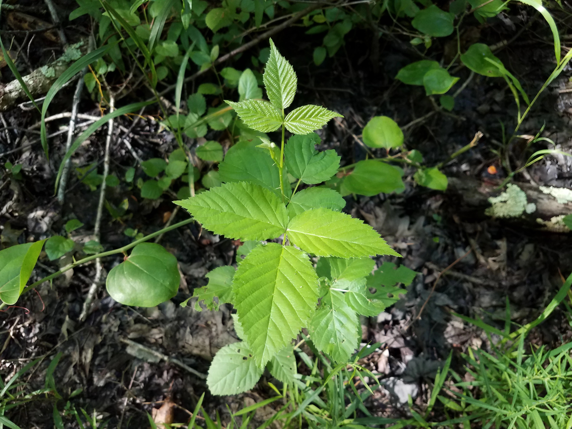 Poison Ivy