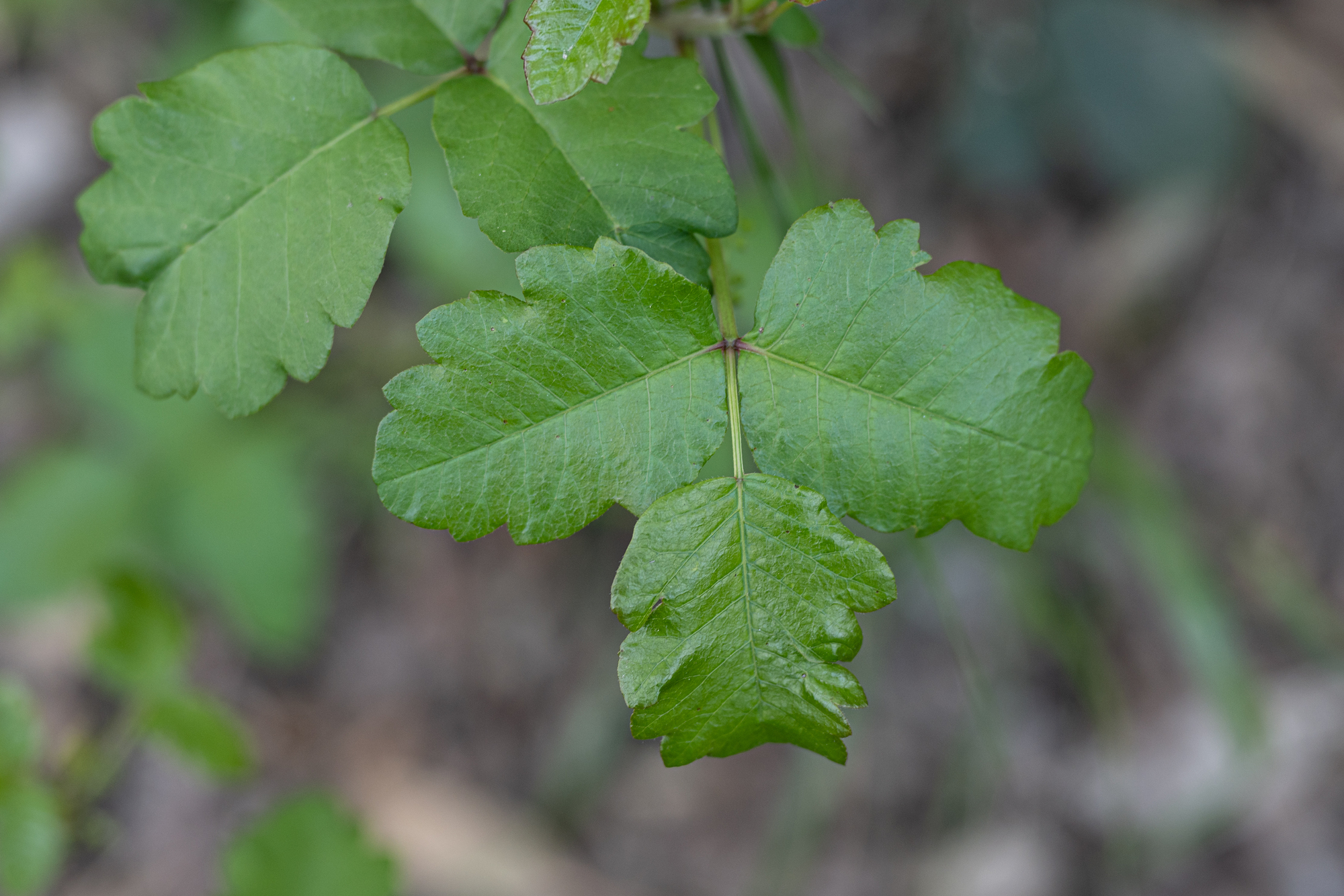 Poison Oak (Toxicodendron pubescens)