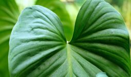 Dangerous Plants in Virginia