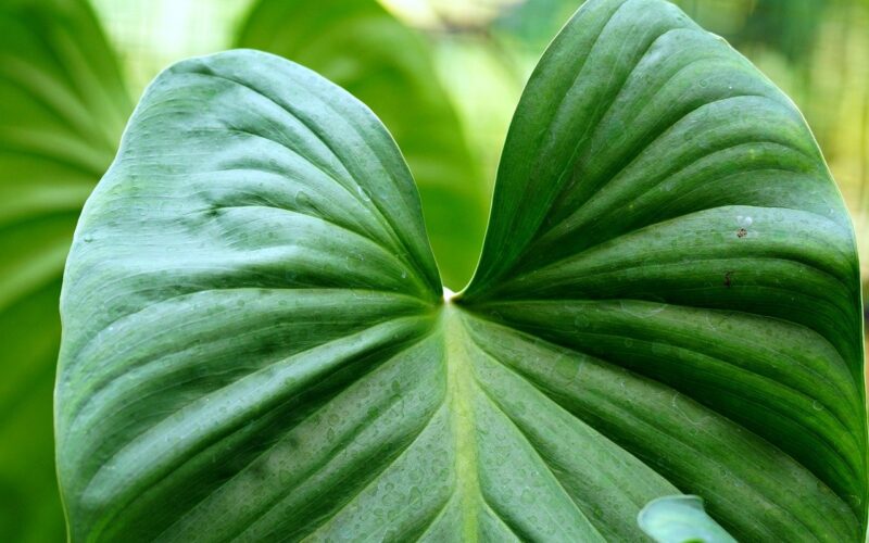 Dangerous Plants in Virginia