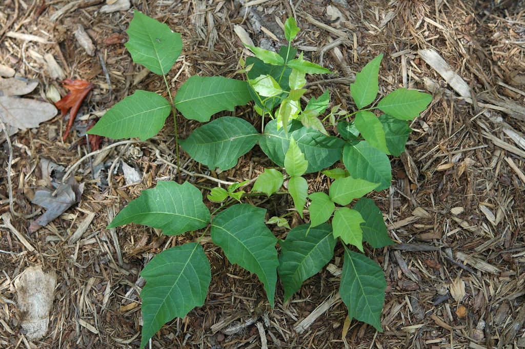 Poison Ivy