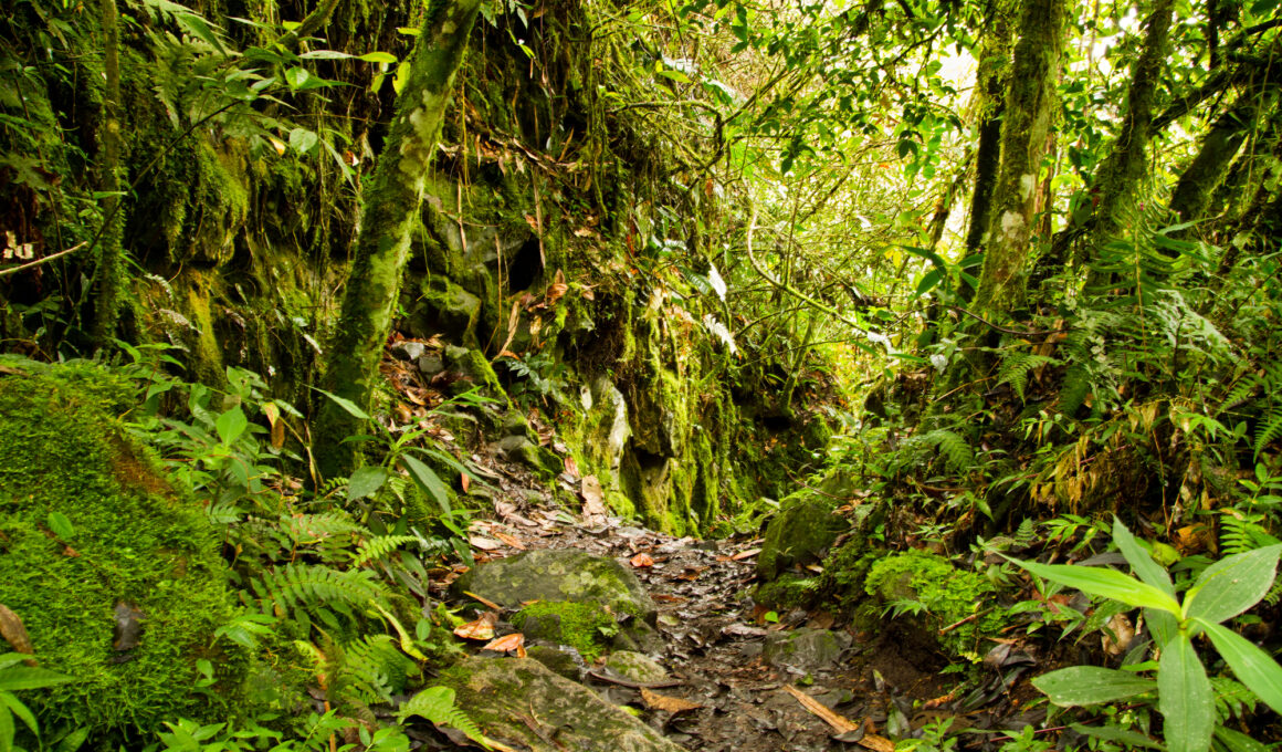 Types of Plants in Tropical Rainforest