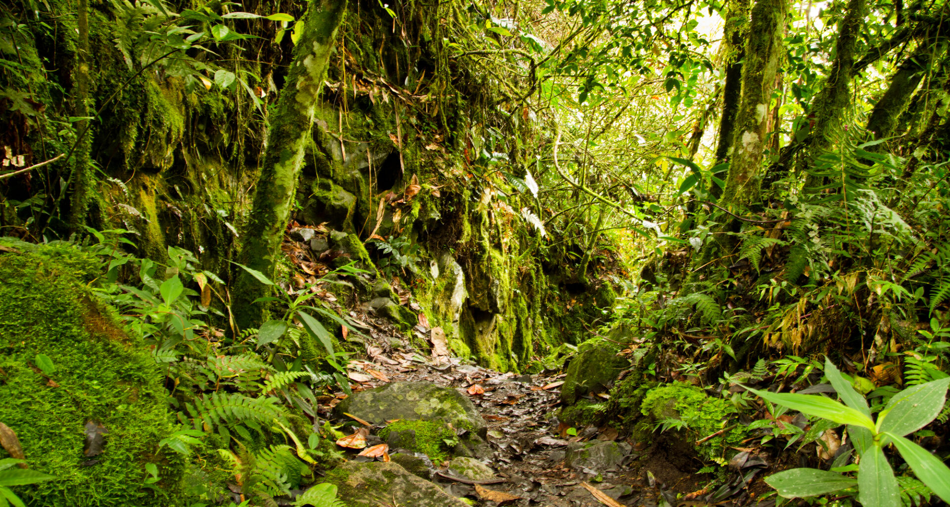 Types of Plants in Tropical Rainforest