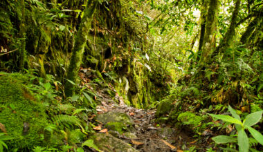 Types of Plants in Tropical Rainforest