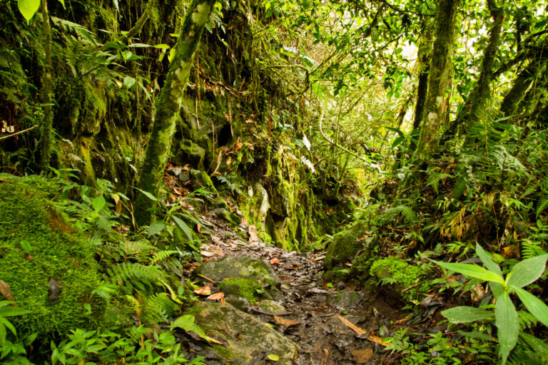 Types of Plants in Tropical Rainforest