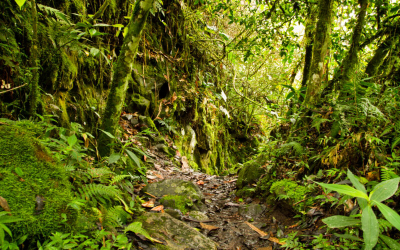 Types of Plants in Tropical Rainforest