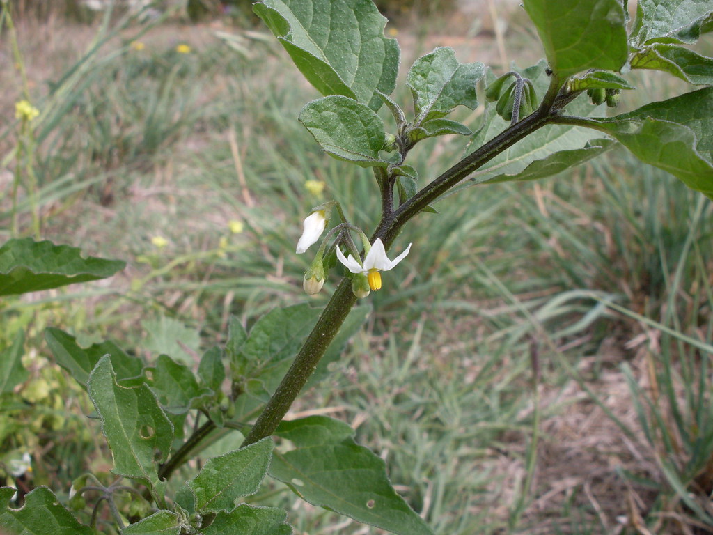 Black Nightshade