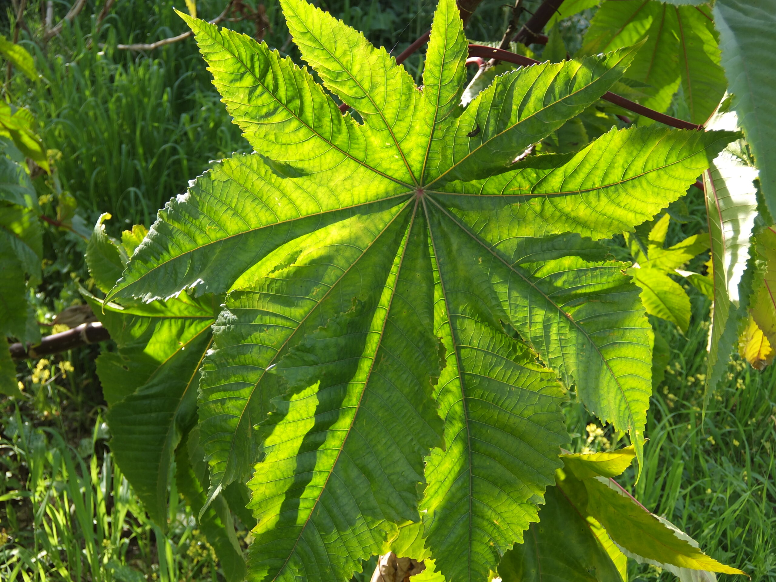 Castor Bean Plant