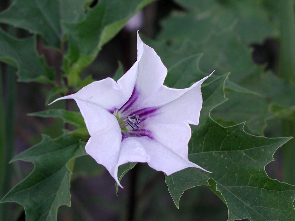 Jimsonweed