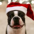 Pet-Friendly Christmas Events in Arizona