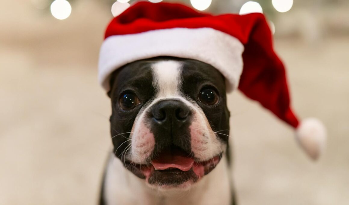 Pet-Friendly Christmas Events in Arizona