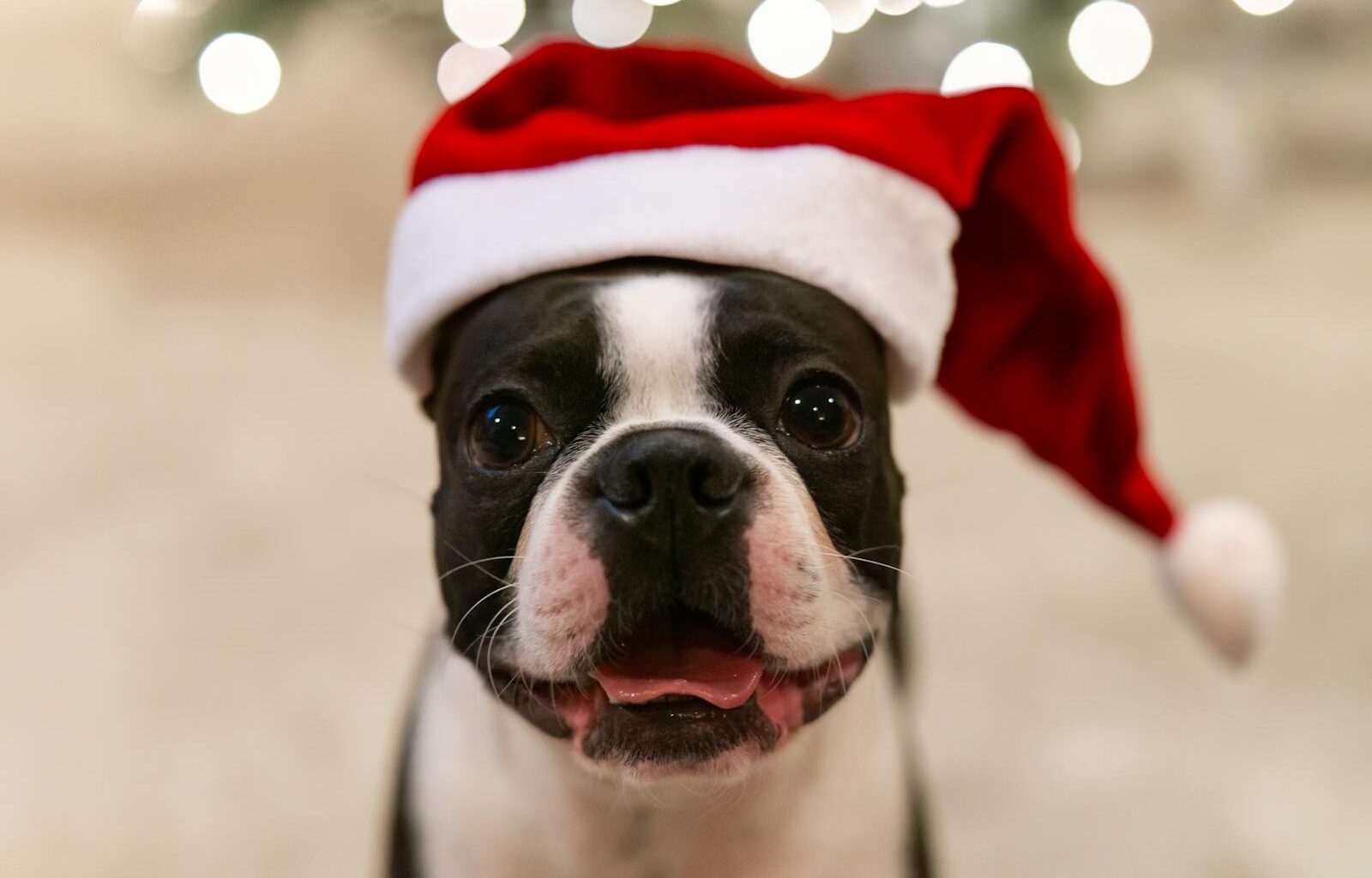 Pet-Friendly Christmas Events in Arizona