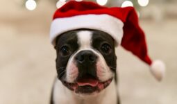Pet-Friendly Christmas Events in Arizona