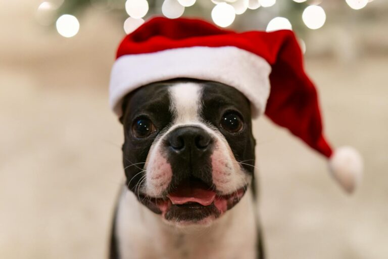 Pet-Friendly Christmas Events in Arizona