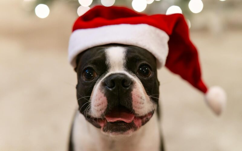 Pet-Friendly Christmas Events in Arizona