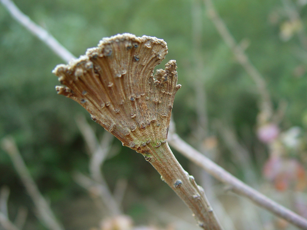 Poison Oak